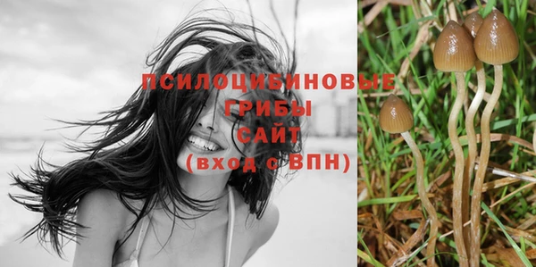 прущие грибы Богданович